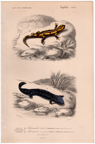 Fire Salamander Hellbender